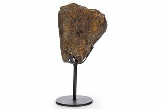 Fossil Hadrosaur Limb Bone Section w/ Metal Stand - South Dakota #340090