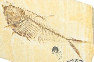 Detailed Fossil Fish (Diplomystus) - Wyoming #333929