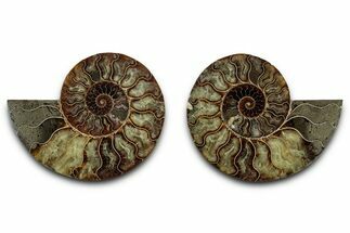 Cut & Polished, Crystal-Filled Ammonite Fossil - Madagascar #336665