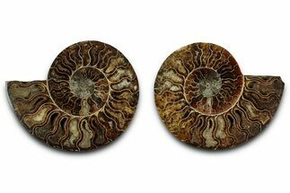 Cut & Polished, Crystal-Filled Ammonite Fossil - Madagascar #336666