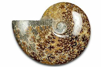 Polished Cretaceous Ammonite (Cleoniceras) Fossil - Madagascar #339089