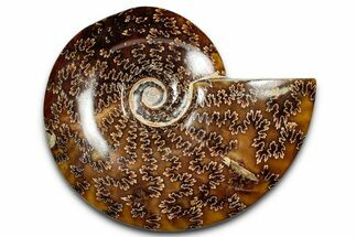 Polished Cretaceous Ammonite (Cleoniceras) Fossil - Madagascar #339097