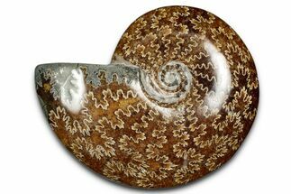Polished Cretaceous Ammonite (Cleoniceras) Fossil - Madagascar #339098