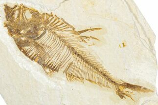 Detailed Fossil Fish (Diplomystus) - Wyoming #340132