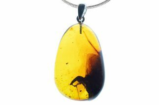 Polished Baltic Amber Pendant (Necklace) - Contains Fly! #339480