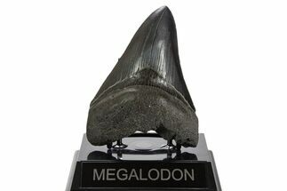 Serrated, Fossil Megalodon Tooth - South Carolina #340155