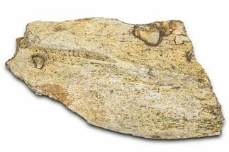 Dinosaur (Triceratops) Frill Shield Section - Montana #338922