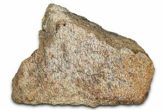 Dinosaur (Triceratops) Frill Shield Section - Montana #338928