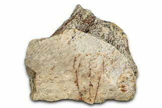 Dinosaur (Triceratops) Frill Shield Section - Montana #338930