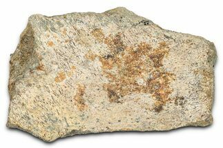 Dinosaur (Triceratops) Frill Shield Section - Montana #338945