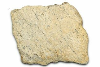 Dinosaur (Triceratops) Frill Shield Section - Montana #338946