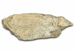 Dinosaur (Triceratops) Frill Shield Section - Montana #338951