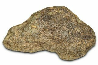 Dinosaur (Triceratops) Frill Shield Section - Montana #338959