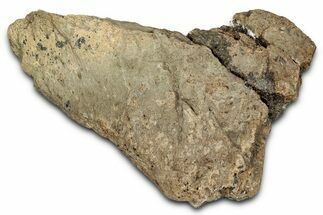 Dinosaur (Triceratops) Frill Shield Section - Montana #338962