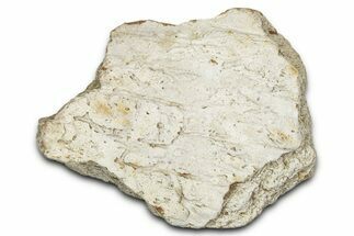 Dinosaur (Triceratops) Frill Shield Section - Montana #338885