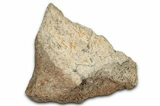 Dinosaur (Triceratops) Frill Shield Section - Montana #338888
