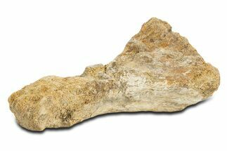 Agatized Dinosaur Toe Bone (Gembone) - New Mexico #340124