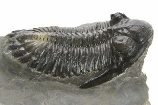 Detailed Hollardops Trilobite Fossil - Ofaten, Morocco #340234