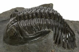 Detailed Hollardops Trilobite Fossil - Ofaten, Morocco #340238