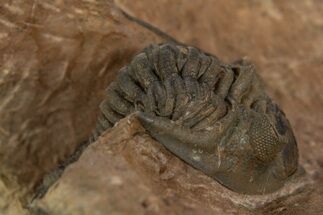 Detailed Metacanthina Trilobite - Lghaft, Morocco #340242