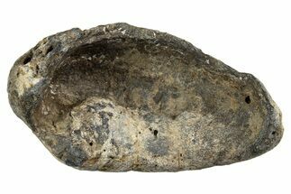 Huge Fossil Whale Ear Bone - South Carolina #340184