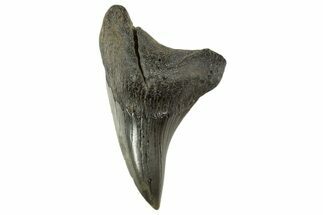 Rare, Fossil Shark (Parotodus) Tooth - South Carolina #340305