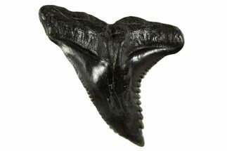 Large, Snaggletooth Shark (Hemipristis) Tooth - South Carolina #340311