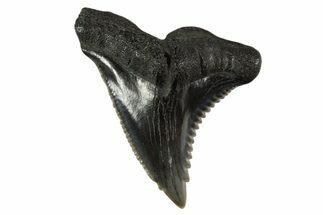 Snaggletooth Shark (Hemipristis) Tooth - South Carolina #340313