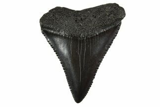 Fossil Great White Shark Tooth - South Carolina #340326