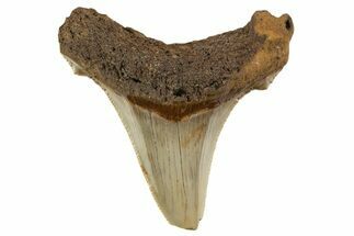 Serrated Angustidens Tooth - Megalodon Ancestor #340327