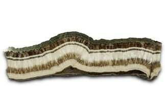 Polished Barite and Marcasite Slab - Lubin Mine, Poland #335171