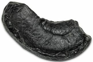 Large Fossil Whale Ear Bone - South Carolina #340266