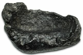 Giant Fossil Whale Ear Bone - South Carolina #340271