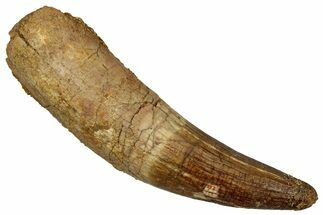 Rooted Fossil Crocodylomorph Tooth - Morocco #340346