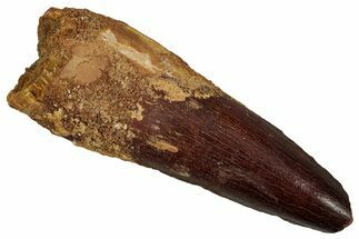 Fossil Spinosaurus Tooth - Robust Tooth #340392
