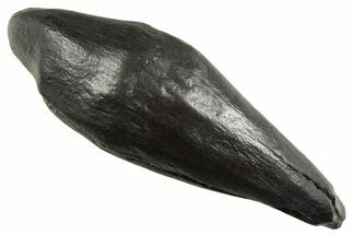 Fossil Sperm Whale (Scaldicetus) Tooth - South Carolina #340757