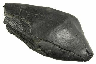 Fossil Sperm Whale (Scaldicetus) Tooth - South Carolina #340758