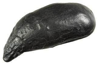 Fossil Sperm Whale (Scaldicetus) Tooth - South Carolina #340760