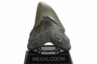 Serrated, Fossil Megalodon Tooth - North Carolina #340840