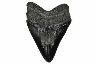 Serrated, Juvenile Megalodon Tooth - South Carolina #340640