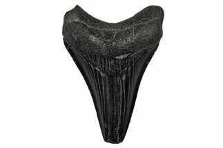 Juvenile Megalodon Tooth - South Carolina #340641