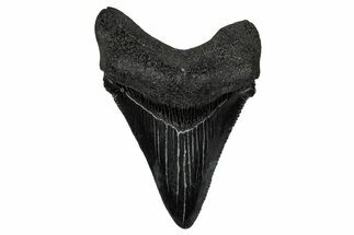Serrated, Juvenile Megalodon Tooth - South Carolina #340642