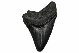 Juvenile Megalodon Tooth - South Carolina #340730