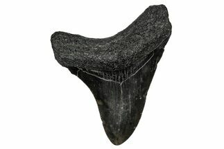 Juvenile Megalodon Tooth - South Carolina #340742