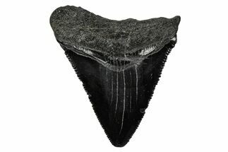 Serrated, Juvenile Megalodon Tooth - South Carolina #340743