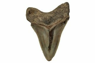 Serrated, Juvenile Megalodon Tooth - South Carolina #340744