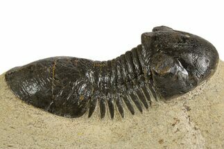 Bargain Paralejurus Trilobite Fossils - to #341048