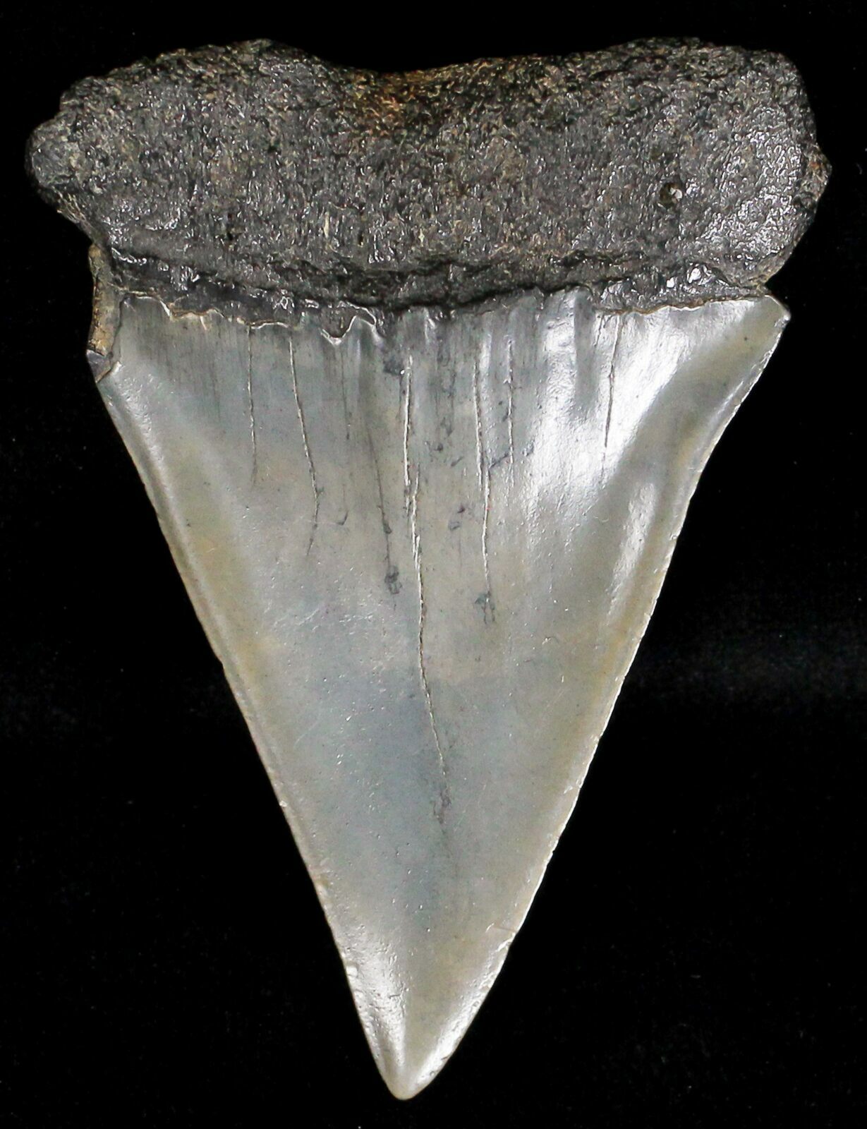 Large 2.52" Fossil Mako Shark Tooth - South Carolina For Sale (#18512