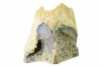 Fossil Dinosaur (Triceratops) Shed Tooth - Montana #339789