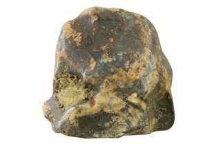 Fossil Dinosaur (Triceratops) Shed Tooth - Montana #339802